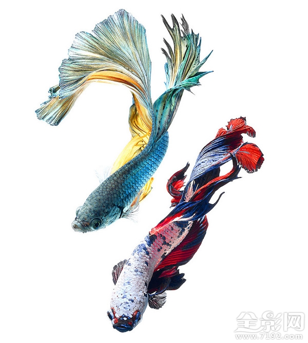 色彩艳丽的泰国斗鱼图片 泰国斗鱼欣赏图2