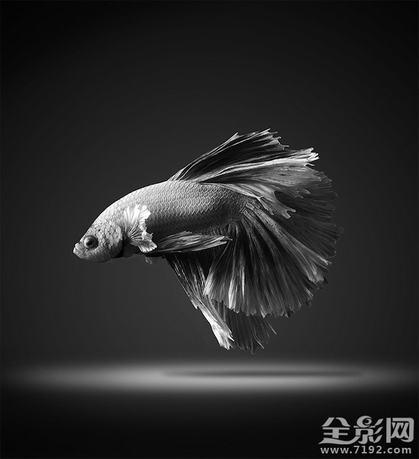 色彩艳丽的泰国斗鱼图片 泰国斗鱼欣赏