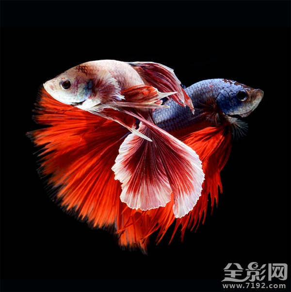 色彩艳丽的泰国斗鱼图片 泰国斗鱼欣赏