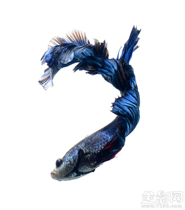 色彩艳丽的泰国斗鱼图片 泰国斗鱼欣赏