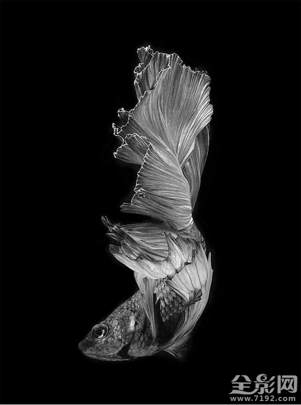 色彩艳丽的泰国斗鱼图片 泰国斗鱼欣赏