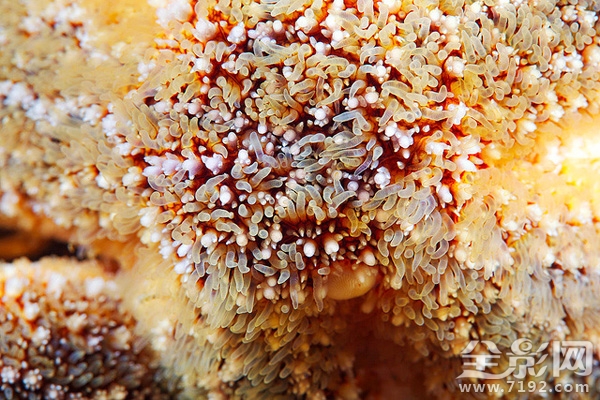 海星摄影图片 海星微厨介绍