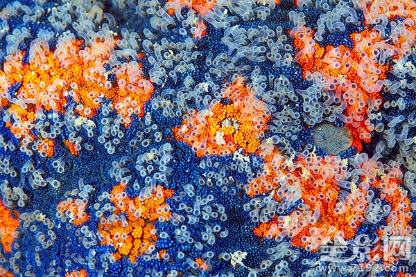 海星摄影图片 海星微厨介绍图3