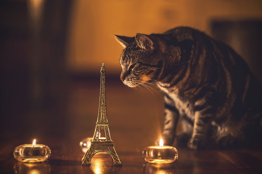 云吸猫是什么品种 云吸猫bot