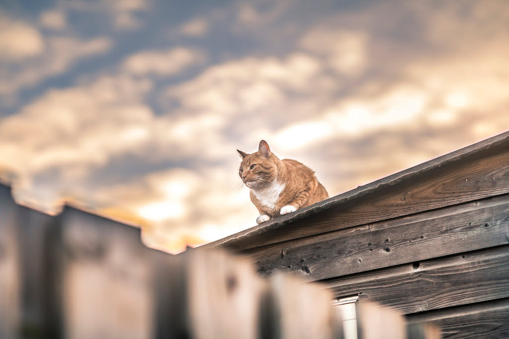 云吸猫是什么品种 云吸猫bot图2