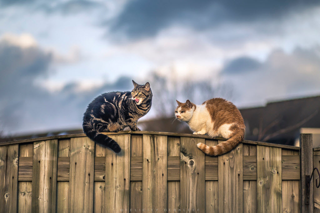 云吸猫是什么品种 云吸猫bot