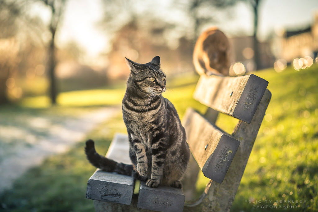 云吸猫是什么品种 云吸猫bot图3