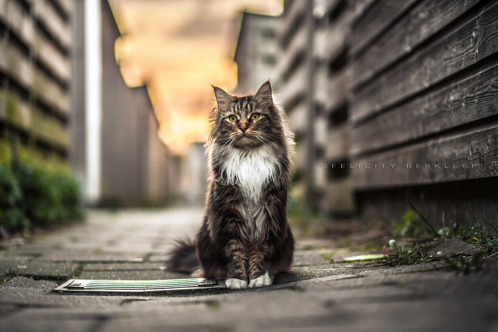 云吸猫是什么品种 云吸猫bot