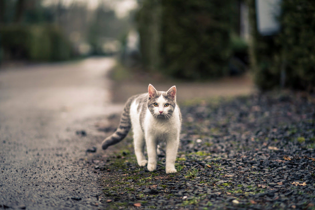 云吸猫是什么品种 云吸猫bot