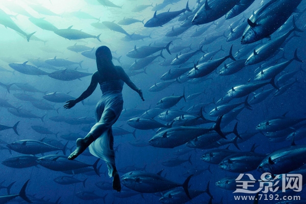 日本水族馆金枪鱼撞死 日本钓金枪鱼纪录片图1