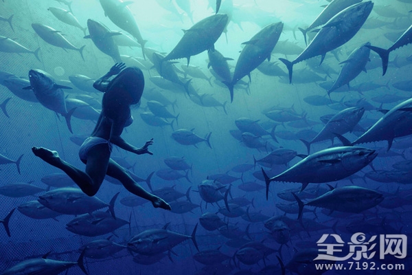 日本水族馆金枪鱼撞死 日本钓金枪鱼纪录片