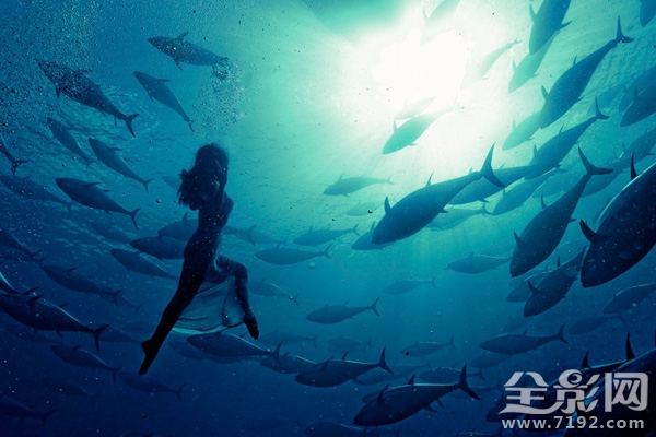 日本水族馆金枪鱼撞死 日本钓金枪鱼纪录片