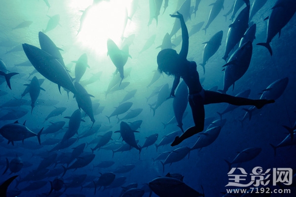 日本水族馆金枪鱼撞死 日本钓金枪鱼纪录片