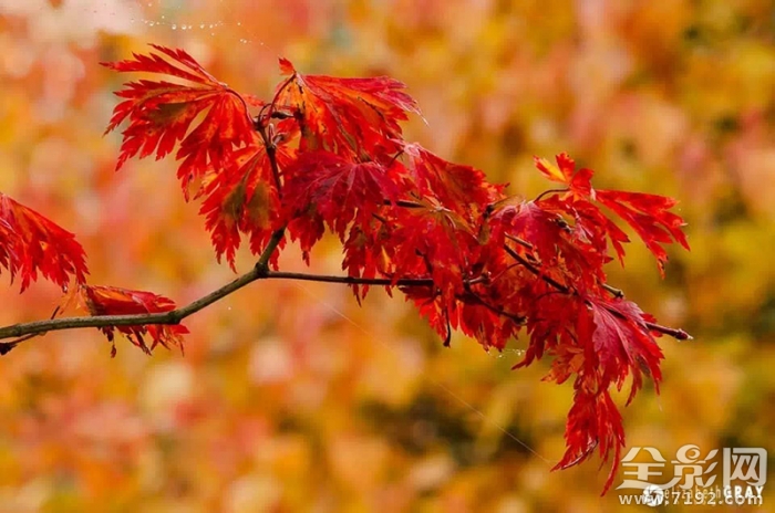 构图在创作中的运用 构图在绘画中的作用是什么