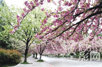 花动一山春色所描绘的情景 花动一山春色的翻译图2