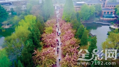 花动一山春色所描绘的情景 花动一山春色的翻译图1