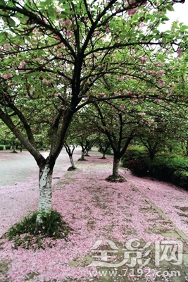 花动一山春色所描绘的情景 花动一山春色的翻译