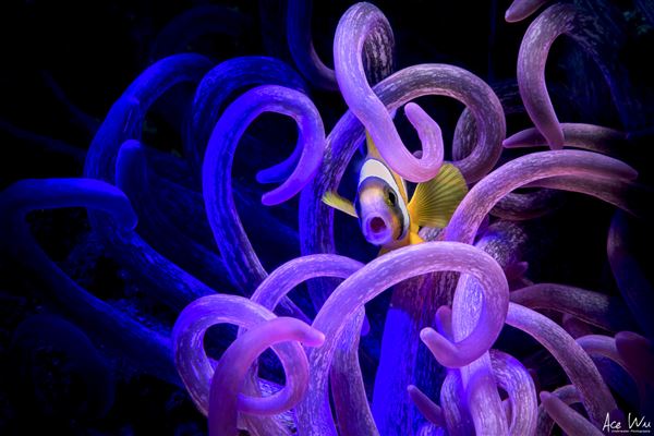 小多带你去海底 带你去海底世界图2