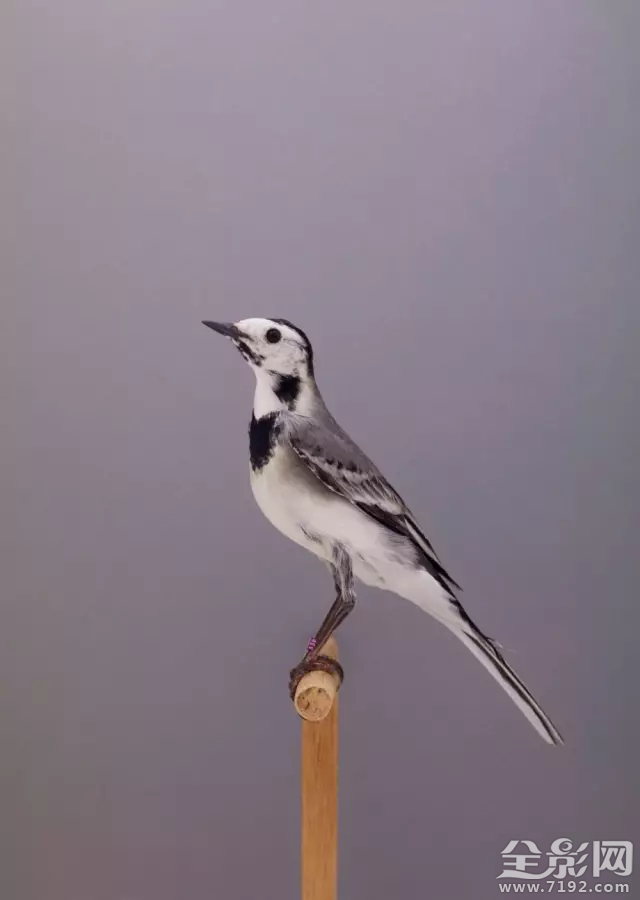 摄影师镜头下的鸟儿是什么 鸟类摄影镜头图3