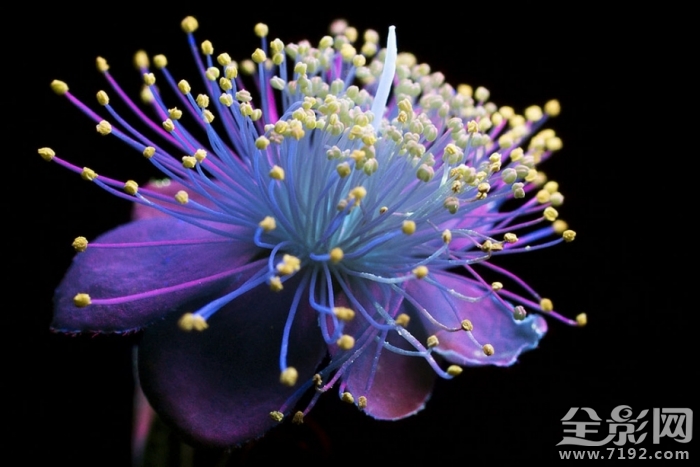 摄影师的拍摄手法让花朵发光吗 拍花朵的摄影作品大师