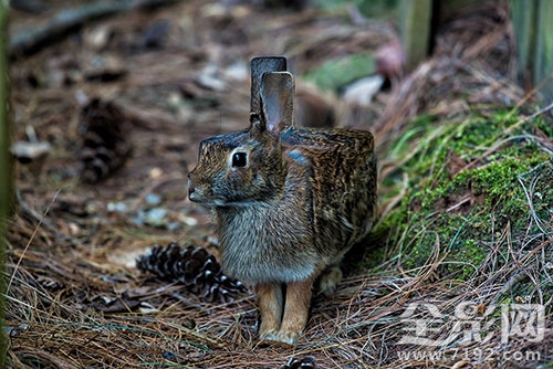 我看的这个是真的 我真的要看什么