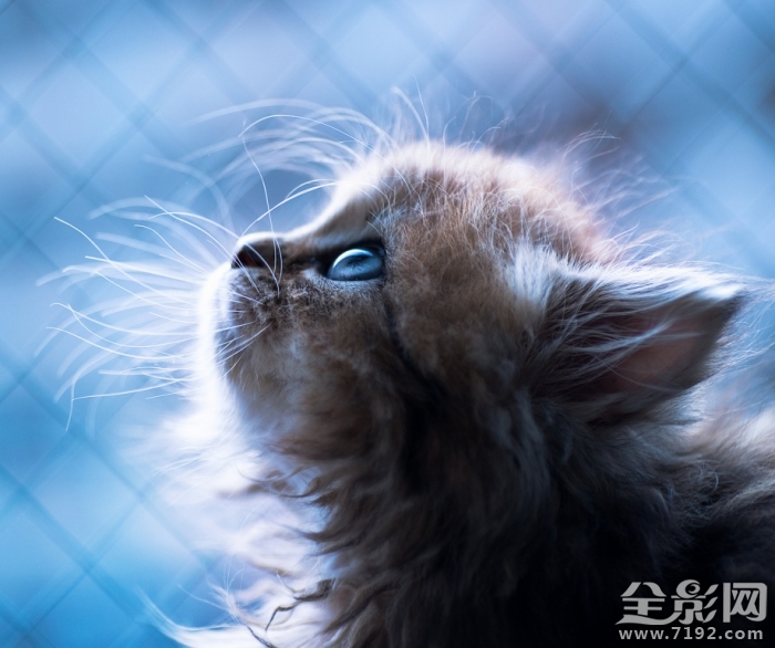 可爱喵星人搞笑视频集锦 可爱喵星人粉猫猫南图1