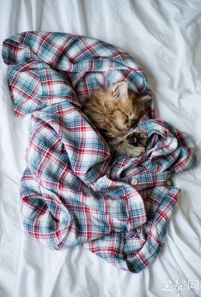 可爱喵星人搞笑视频集锦 可爱喵星人粉猫猫南图2