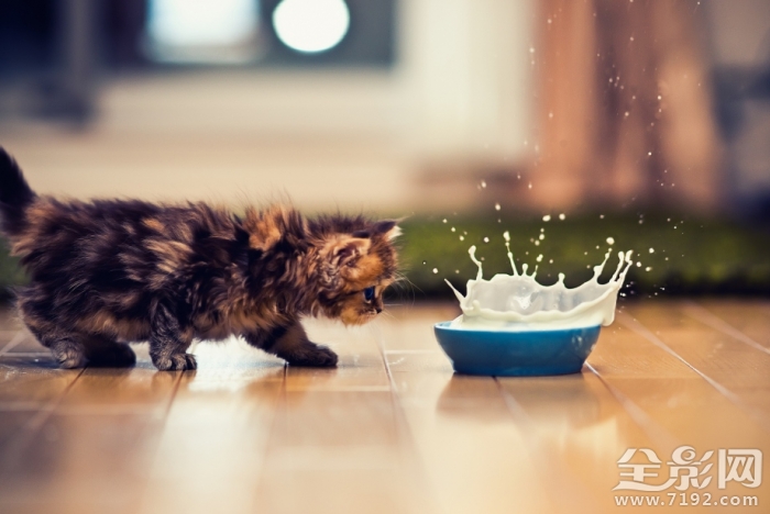 可爱喵星人搞笑视频集锦 可爱喵星人粉猫猫南