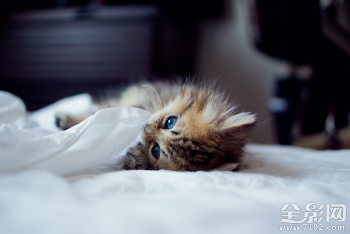 可爱喵星人搞笑视频集锦 可爱喵星人粉猫猫南