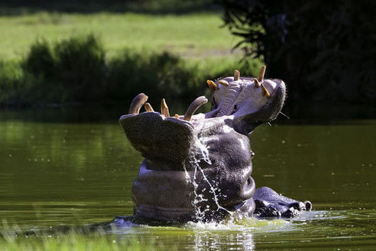 肯尼亚著名作家 肯尼亚作家