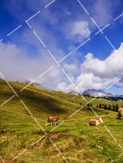 广告插图的作用是什么 广告插图的表现手法