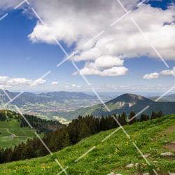 如何拍好不同类型的宠物-这些技法要记牢英文 拍宠物怎么拍