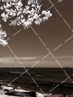 海岸照片唯美 海岸线照片怎么拍