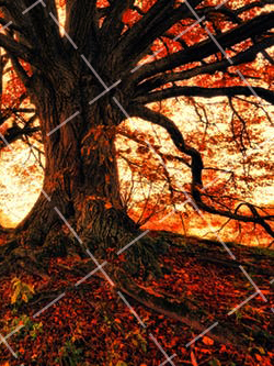 2021摄影中色彩的决定因素是什么 摄影色彩的表现