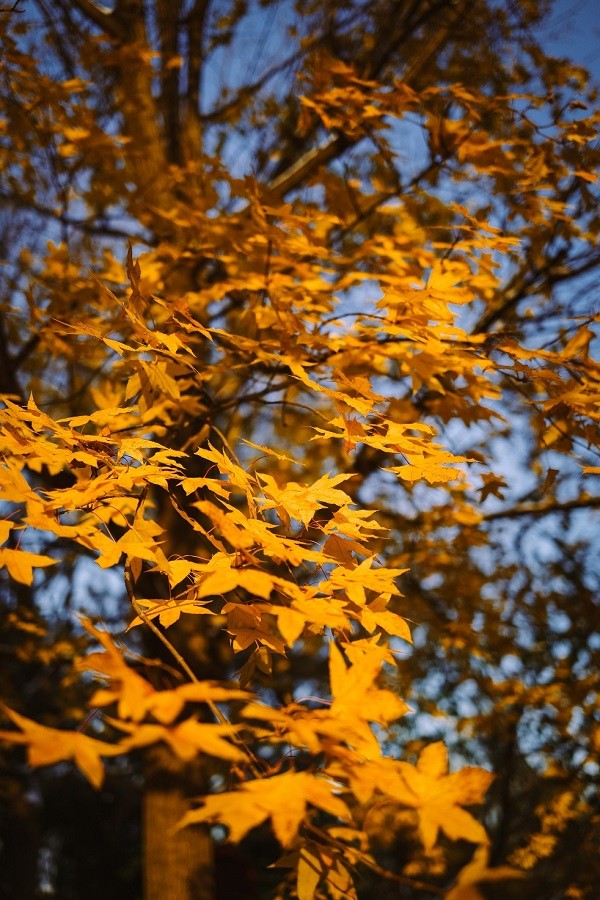 佳能r100 佳能r18图3