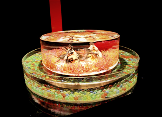 金鱼展览 上海 上海哪有金鱼渔场