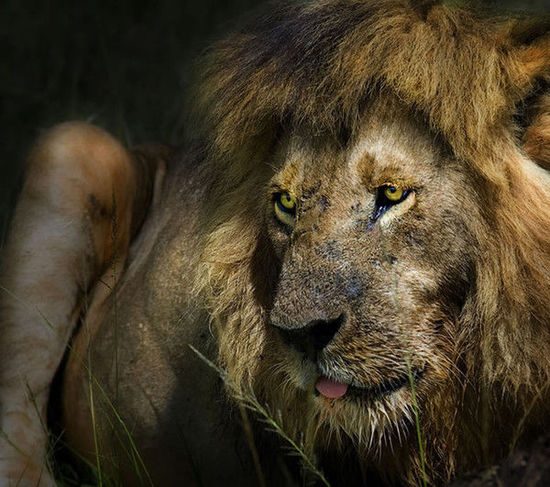 肯尼亚著名作家 肯尼亚作家