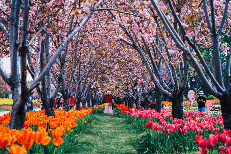 2021北京郁金香文化节 北京郁金香花园展销会