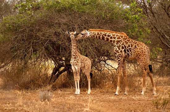 肯尼亚著名作家 肯尼亚作家