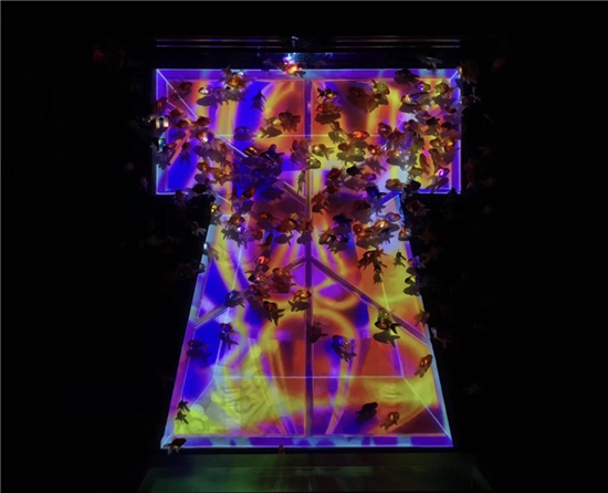 金鱼展览 上海 上海哪有金鱼渔场