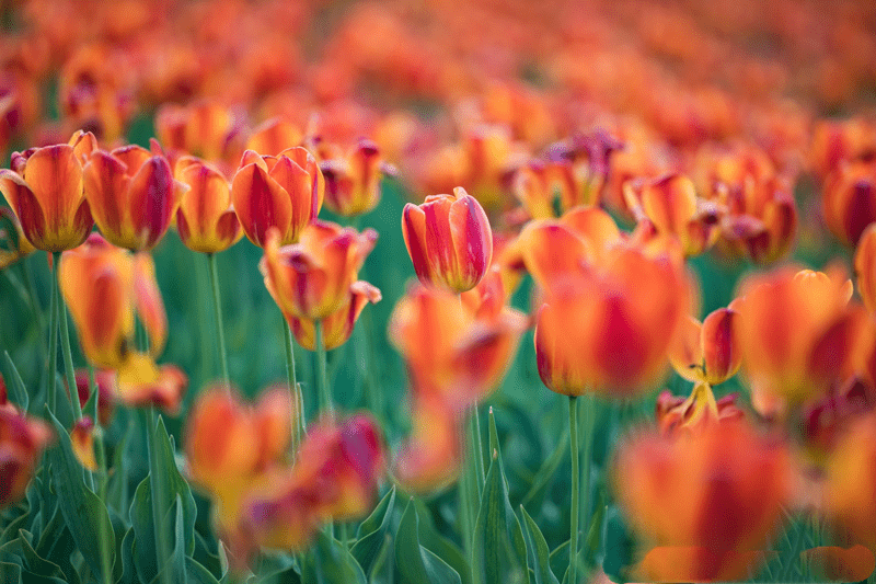 2021北京郁金香文化节 北京郁金香花园展销会