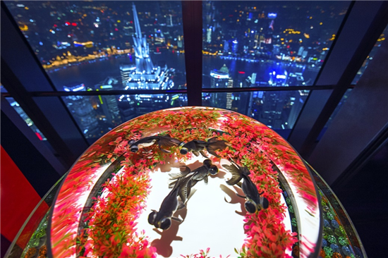 金鱼展览 上海 上海哪有金鱼渔场