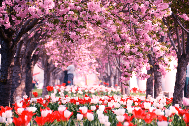2021北京郁金香文化节 北京郁金香花园展销会