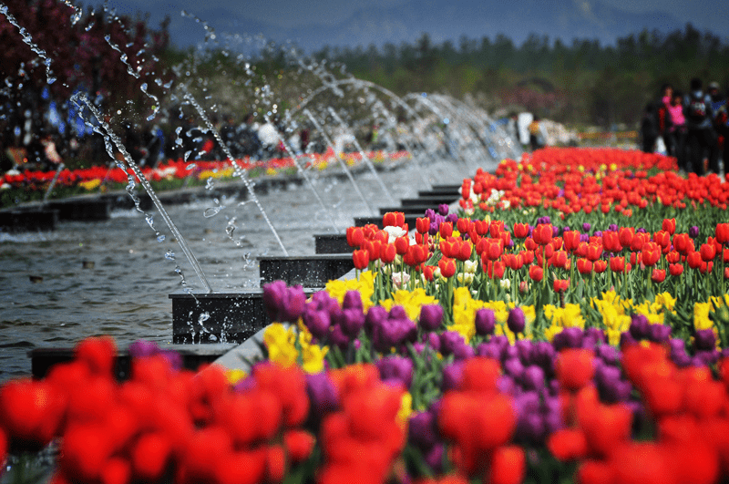 2021北京郁金香文化节 北京郁金香花园展销会