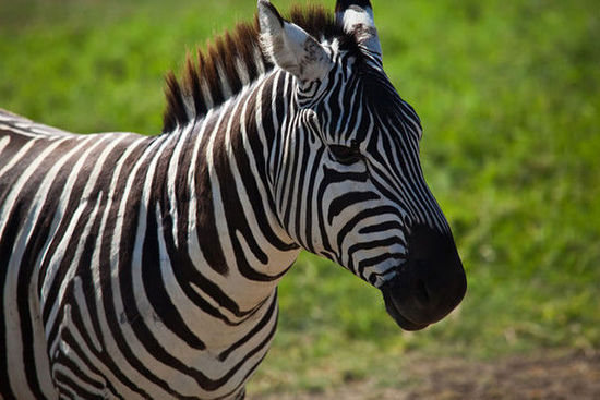肯尼亚著名作家 肯尼亚作家