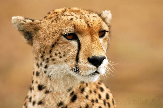 肯尼亚著名作家 肯尼亚作家