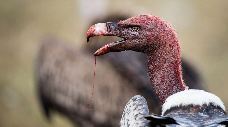 火烈鸟 粉色 粉色火烈鸟是什么服装