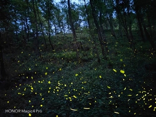 荣耀的城市 荣耀城在哪