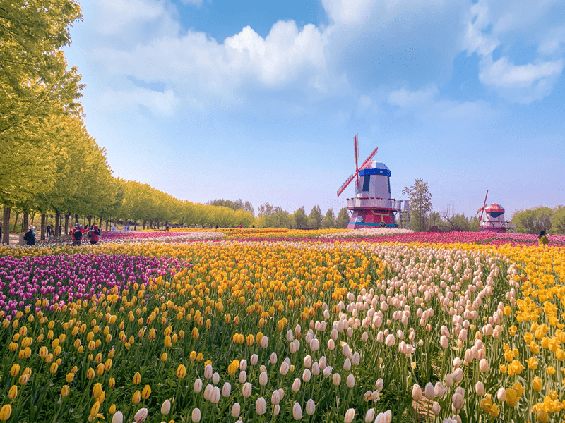 2021北京郁金香文化节 北京郁金香花园展销会