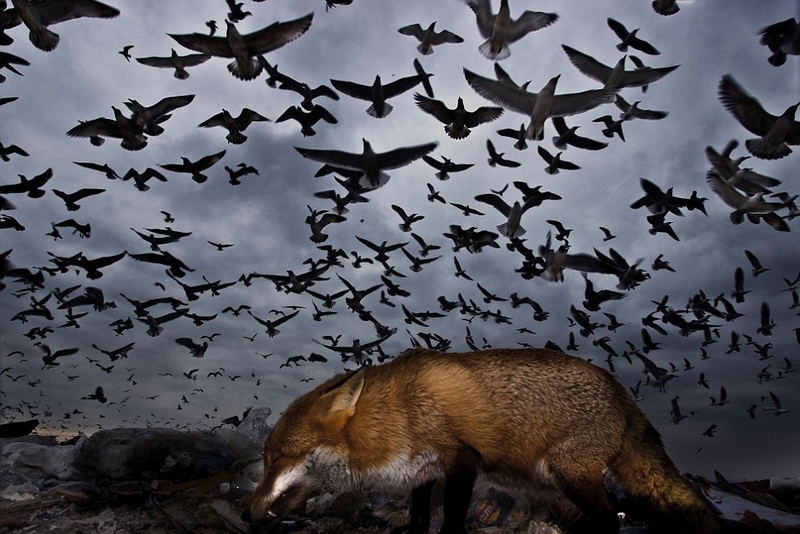 火烈鸟 粉色 粉色火烈鸟是什么服装图3